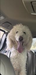 Lost Male Dog last seen Near champions club dr alpharetta Georgia , Alpharetta, GA 30004