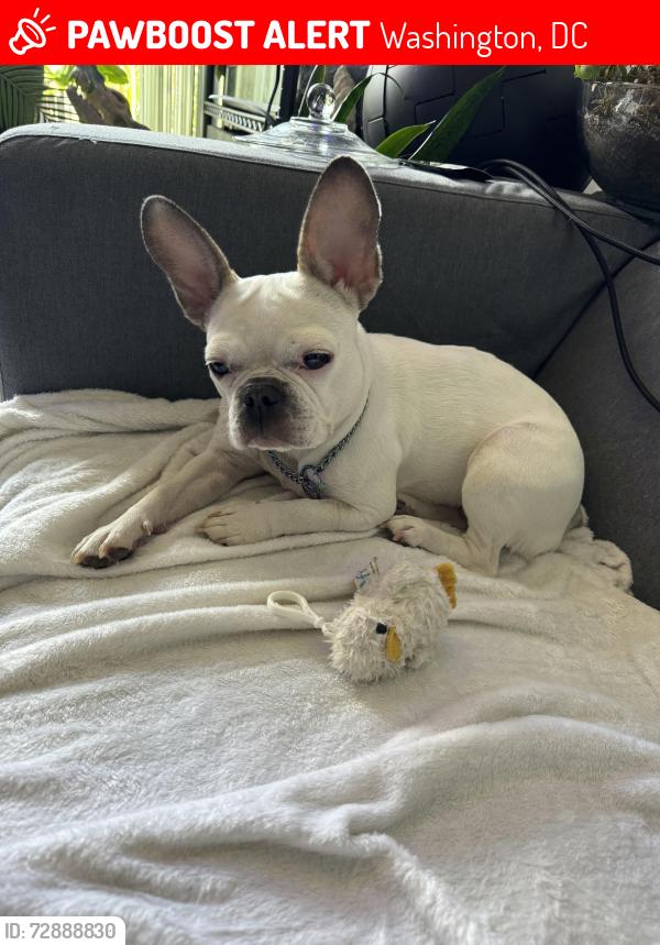 Lost Female Dog last seen Near Channing NE, Washington, DC 20018