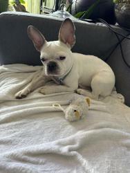 Lost Female Dog last seen Near Channing NE, Washington, DC 20018