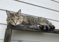 Lost Female Cat last seen 71st & Hague Rd, Indianapolis, IN 46256