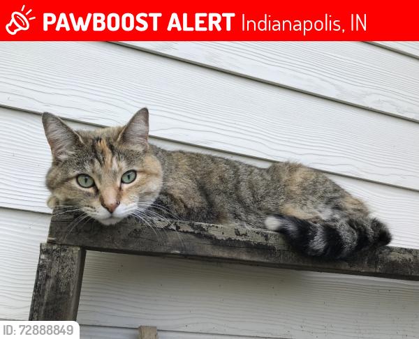 Lost Female Cat last seen 71st & Hague Rd, Indianapolis, IN 46256
