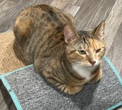 Reunited Female Cat last seen Cary, NC, Cary, NC 27511