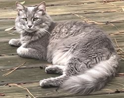 Lost Male Cat last seen Barrington Woods and Richardson, Houston, TX 77069