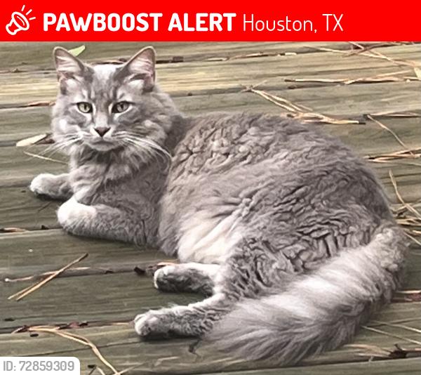 Lost Male Cat last seen Barrington Woods and Richardson, Houston, TX 77069