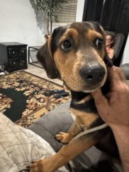Lost Male Dog last seen Skyview drive dollar general , Lakeland, FL 33801