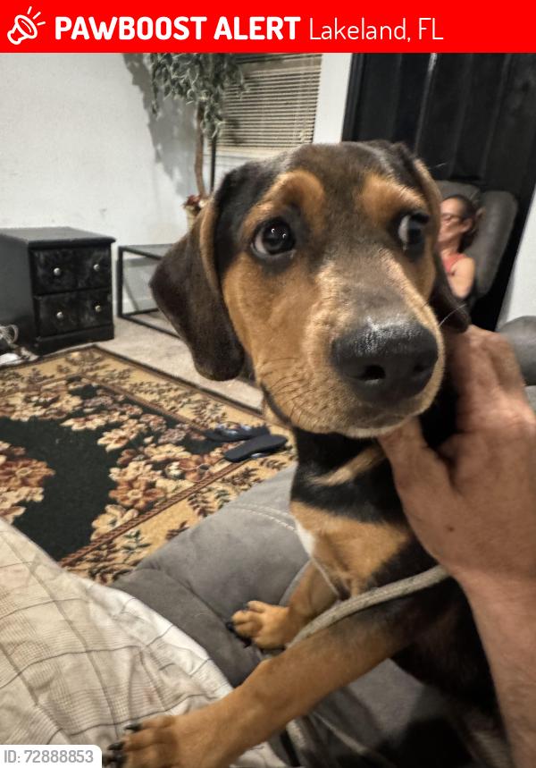 Lost Male Dog last seen Skyview drive dollar general , Lakeland, FL 33801