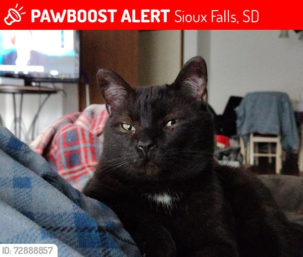 Lost Male Cat last seen 26th and Sycamore, Sioux Falls, SD 57110