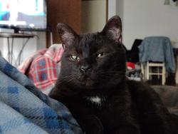 Lost Male Cat last seen 26th and Sycamore, Sioux Falls, SD 57110
