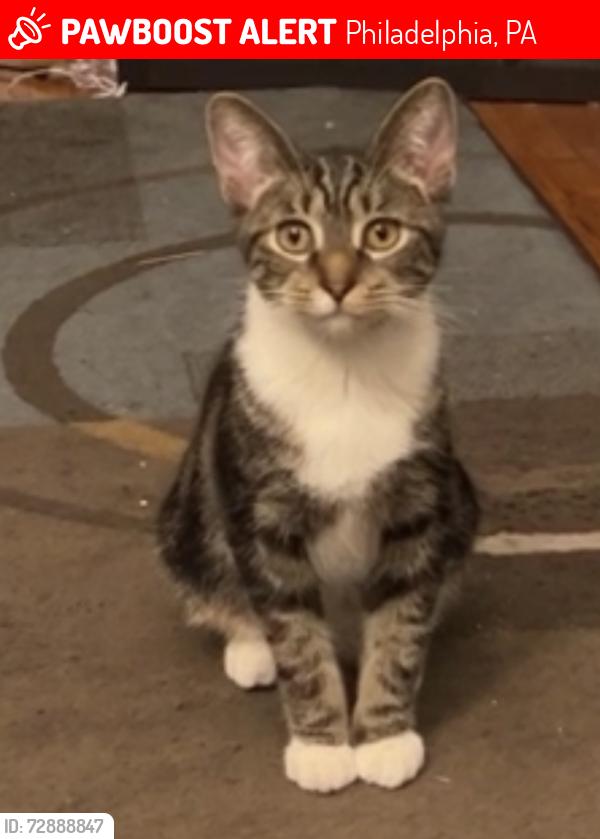 Lost Female Cat last seen 15th & Haines near cemetery , Philadelphia, PA 19126