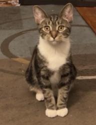 Lost Female Cat last seen 15th & Haines near cemetery , Philadelphia, PA 19126