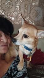 Lost Male Dog last seen Irving Street San Angelo Texas, San Angelo, TX 76903