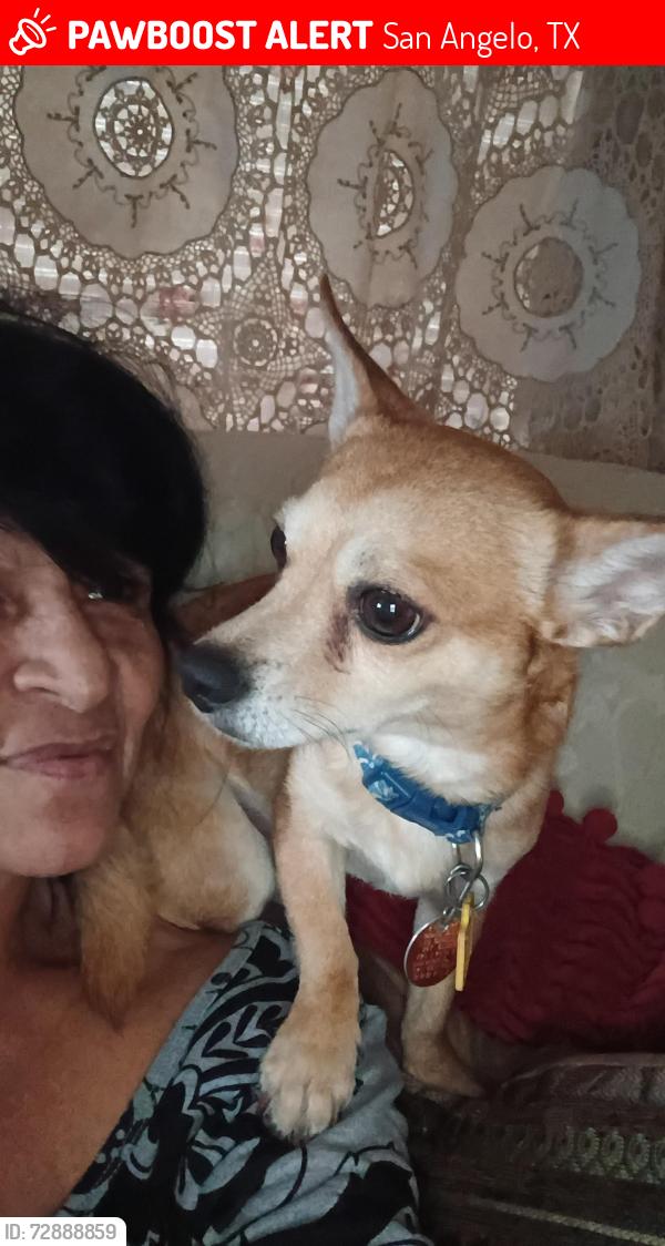 Lost Male Dog last seen Irving Street San Angelo Texas, San Angelo, TX 76903