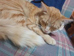 Lost Male Cat last seen Hasluck rd, Bonnyrigg , Bonnyrigg, NSW 2177