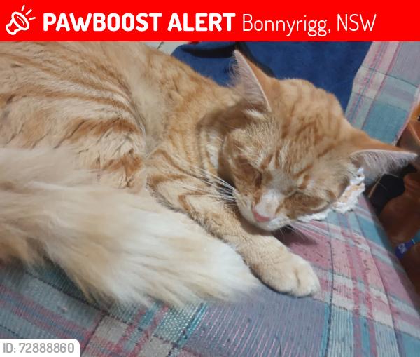 Lost Male Cat last seen Hasluck rd, Bonnyrigg , Bonnyrigg, NSW 2177