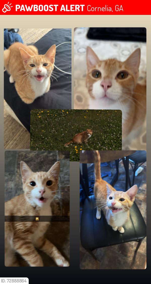Lost Male Cat last seen Near Lavista Ln Cornelia, GA 30531 United States, Cornelia, GA 30531