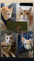 Lost Male Cat last seen Near Lavista Ln Cornelia, GA 30531 United States, Cornelia, GA 30531