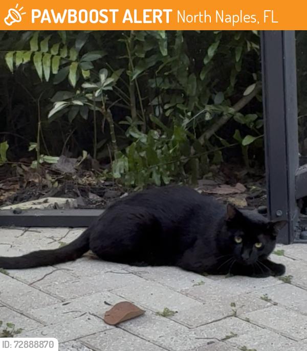 Found/Stray Unknown Cat last seen Tiburon Golf Club, North Naples, FL 34109