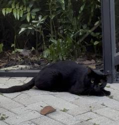 Found/Stray Unknown Cat last seen Tiburon Golf Club, North Naples, FL 34109