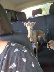 Found/Stray Male Dog last seen Kenswick & Lee, Humble, TX 77338