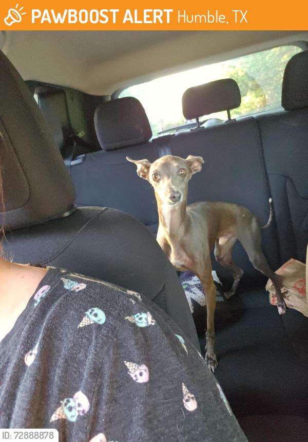 Found/Stray Male Dog last seen Kenswick & Lee, Humble, TX 77338