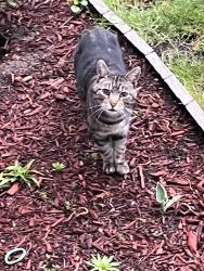 Found/Stray Unknown Cat last seen 38th St & 11th Ave, Kenosha, WI 53140