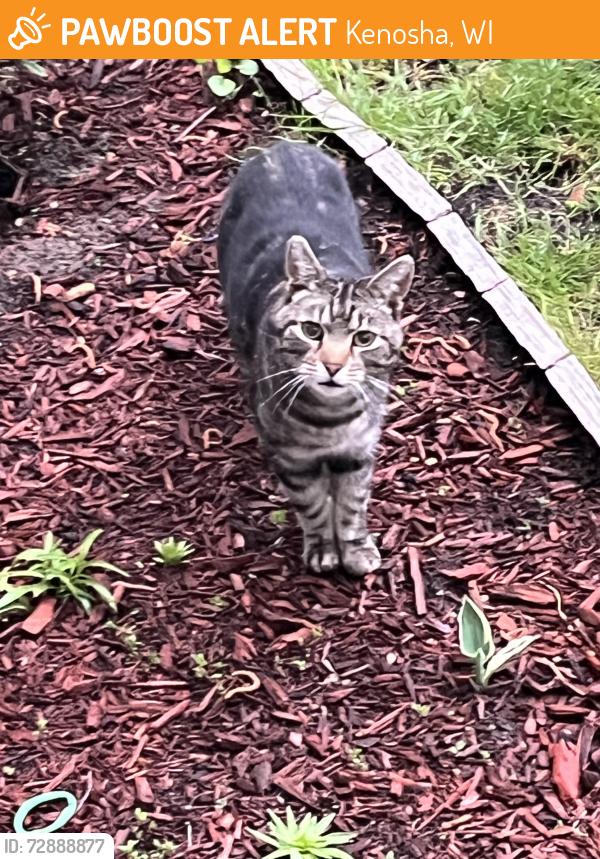 Found/Stray Unknown Cat last seen 38th St & 11th Ave, Kenosha, WI 53140