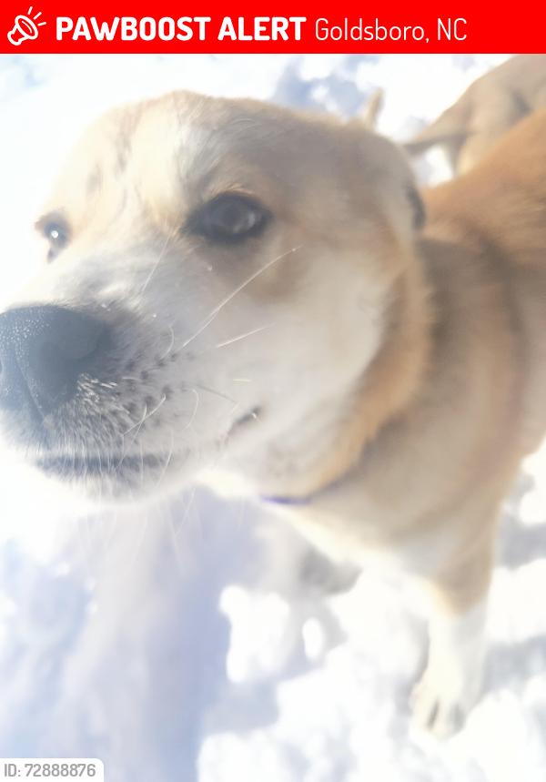 Lost Male Dog last seen Cemetery and Johnnys conter store, Goldsboro, NC 27534