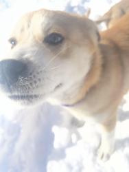 Lost Male Dog last seen Cemetery and Johnnys conter store, Goldsboro, NC 27534