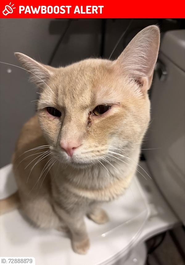 Lost Male Cat last seen Mollys backbone, azalea, monbo , Lake Norman of Catawba, NC 28673