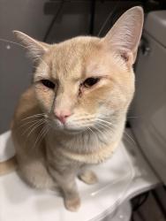 Lost Male Cat last seen Mollys backbone, azalea, monbo , Lake Norman of Catawba, NC 28673