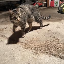 Found/Stray Unknown Cat last seen Colwell and Byron , Farmington Hills, MI 48334