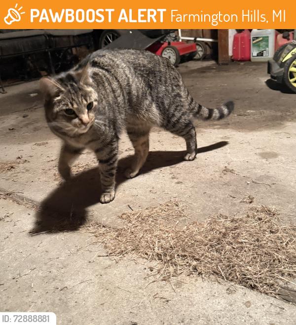 Found/Stray Unknown Cat last seen Colwell and Byron , Farmington Hills, MI 48334
