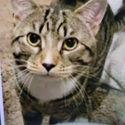 Lost Male Cat last seen Off of Old Stage Rd (French cross/ Rt 9), Madbury, NH 03823