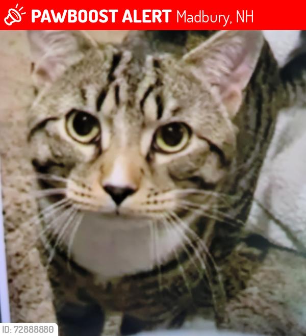 Lost Male Cat last seen Off of Old Stage Rd (French cross/ Rt 9), Madbury, NH 03823