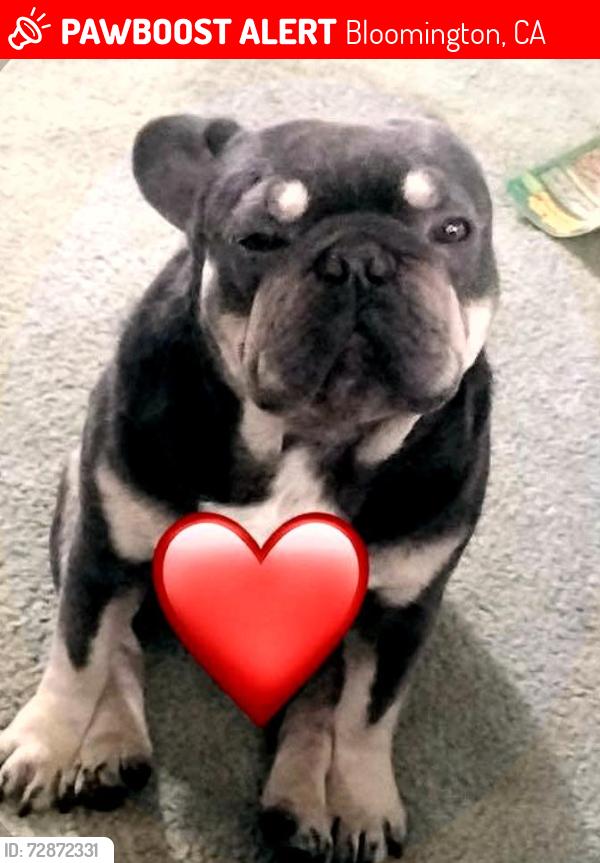 Lost Male Dog last seen Near locust ave b Bloomington , Bloomington, CA 92316