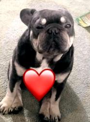 Lost Male Dog last seen Near locust ave b Bloomington , Bloomington, CA 92316