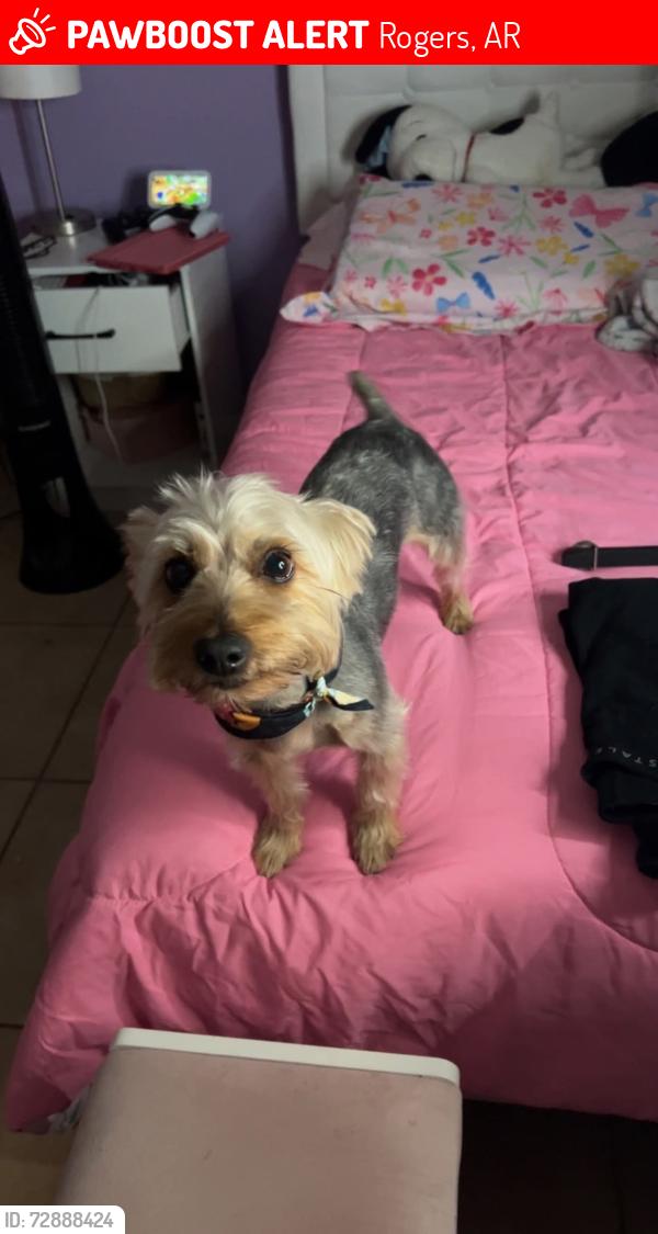 Lost Male Dog last seen Rogers area, Rogers, AR 72758