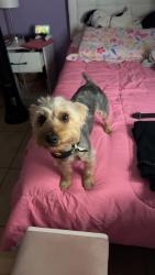 Lost Male Dog last seen Rogers area, Rogers, AR 72758
