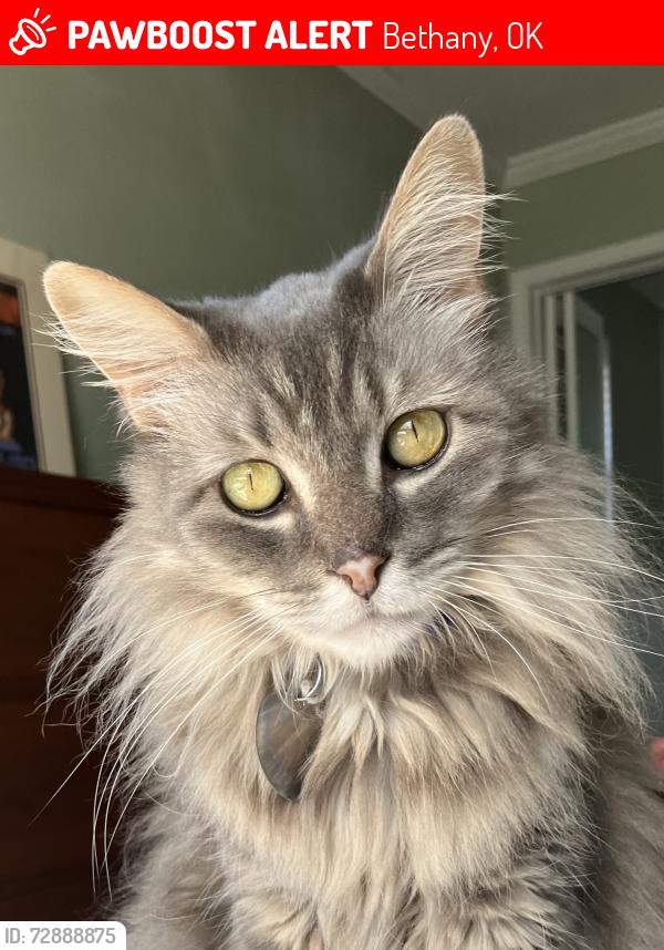 Lost Male Cat last seen NW 36th Street & Eagle Ln, Bethany, OK 73008