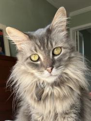 Lost Male Cat last seen NW 36th Street & Eagle Ln, Bethany, OK 73008