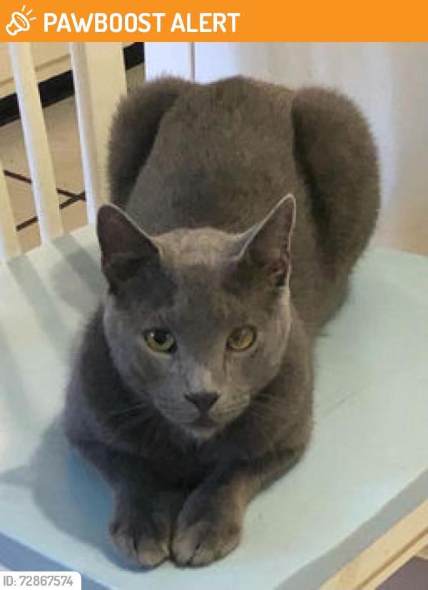 Found/Stray Male Cat last seen Intersection of Edwards and Selvitz Road Ft Pierce FL, Fort Pierce South, FL 34981