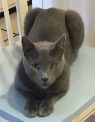 Found/Stray Male Cat last seen Intersection of Edwards and Selvitz Road Ft Pierce FL, Fort Pierce South, FL 34981