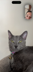 Lost Male Cat last seen Third Loop Rd and Irby , Florence, SC 29505
