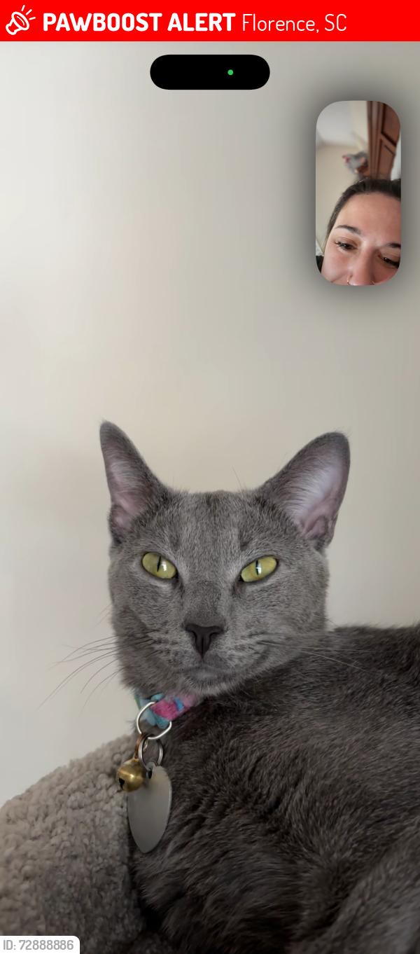 Lost Male Cat last seen Third Loop Rd and Irby , Florence, SC 29505