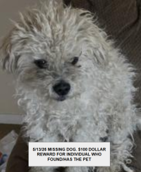 Lost Male Dog last seen Almagordo dr nw west bluff park , Albuquerque, NM 87120