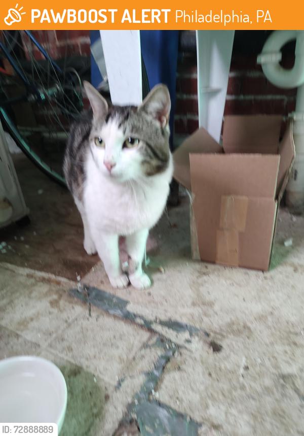 Found/Stray Male Cat last seen La Salle university, Philadelphia, PA 19144