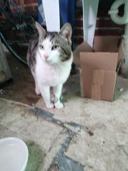 Found/Stray Male Cat last seen La Salle university, Philadelphia, PA 19144
