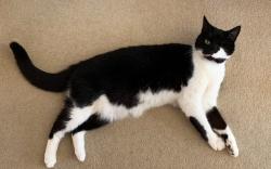 Reunited Female Cat last seen Home, Worcestershire, England DY13