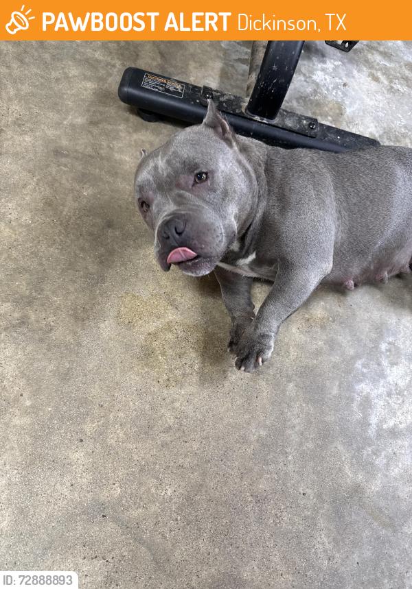 Found/Stray Female Dog last seen Near , Dickinson, TX 77539
