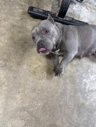 Found/Stray Female Dog last seen Near , Dickinson, TX 77539